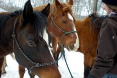 Horses in Winter