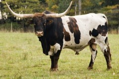 A Texas Longhorn