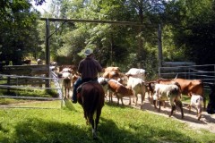 Rounding up the Cattle