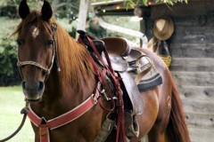 Horse saddled and ready