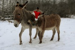 Christmas Donkeys