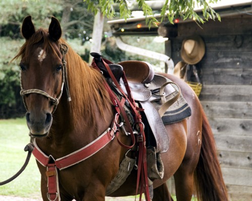 Horseback Riding London, Strathroy, Bed and Breakfast, Texas Longhorn Ranch